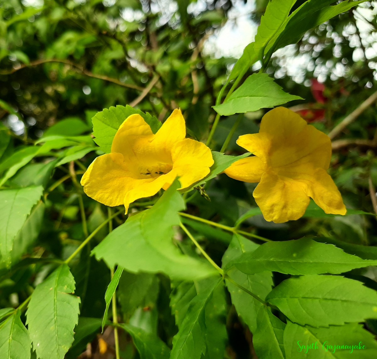 Tecoma stans var. stans